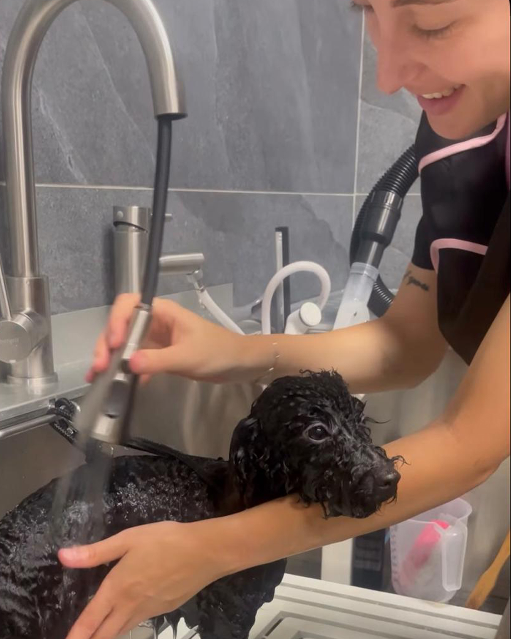 Maria Fiorenza, titolare di Oh My Dog, durante la toelettatura di un cane