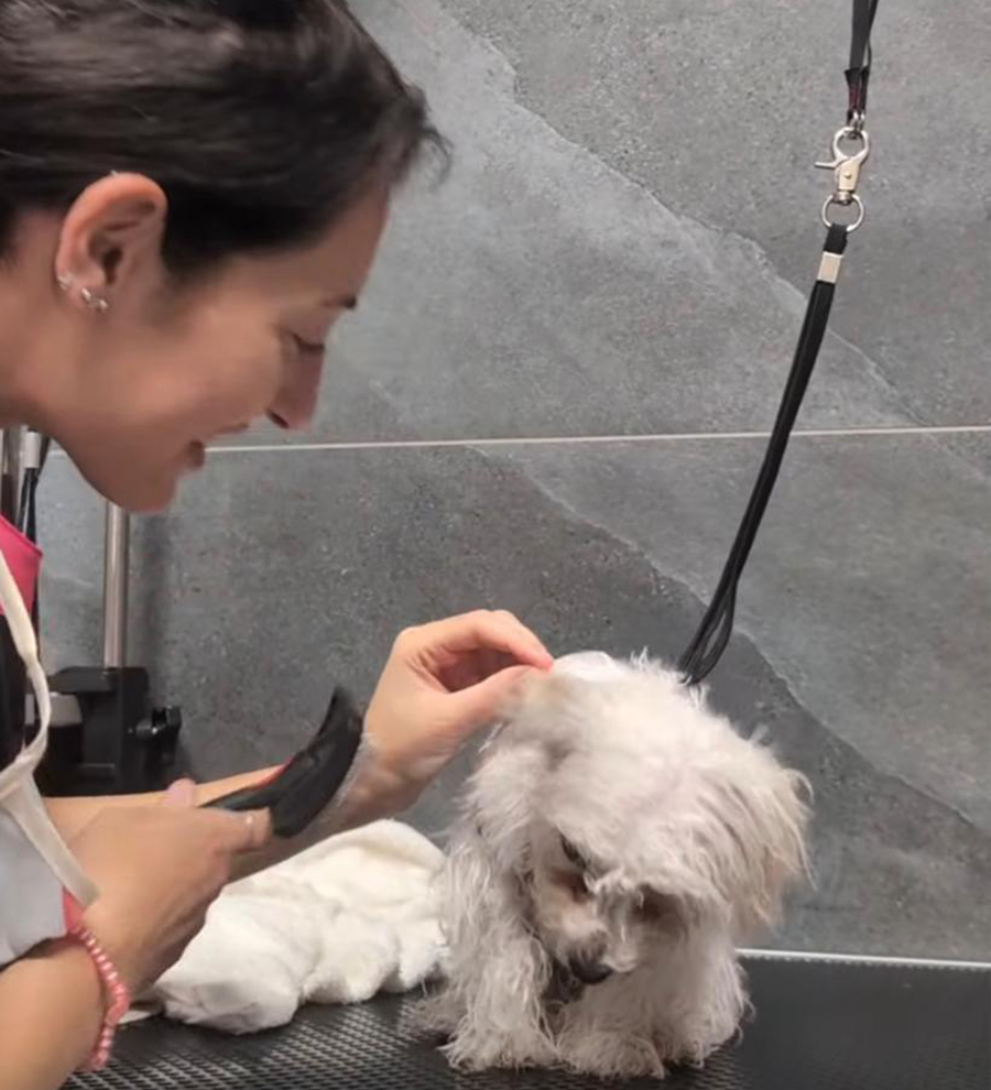 Un cane felice e profumato dopo il trattamento da Oh My Dog