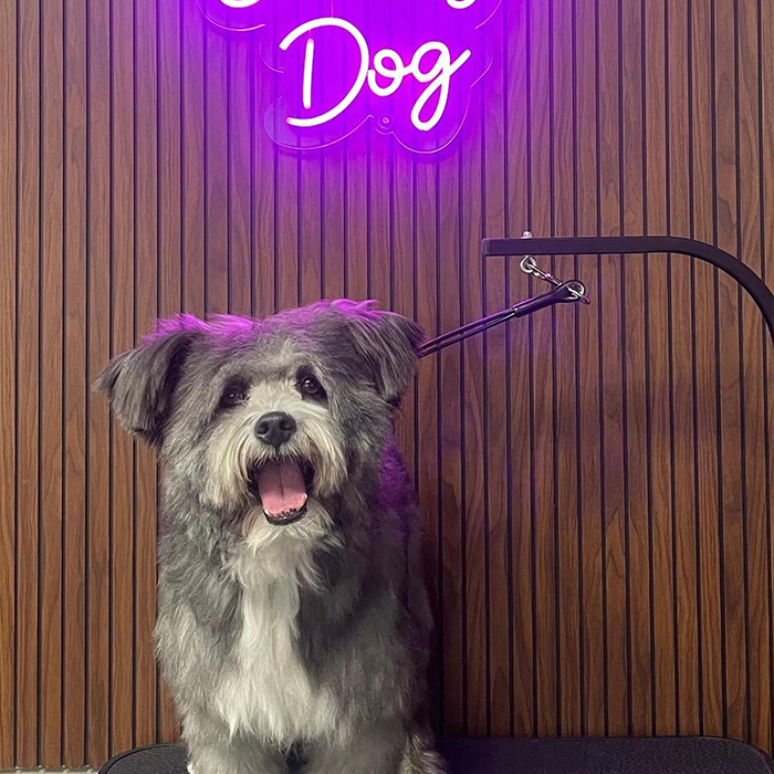 Foto Instagram di Oh My Dog: un piccolo ospite dopo la toelettatura