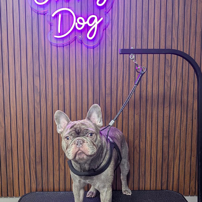 Foto Instagram di Oh My Dog: un cane dopo il bagno