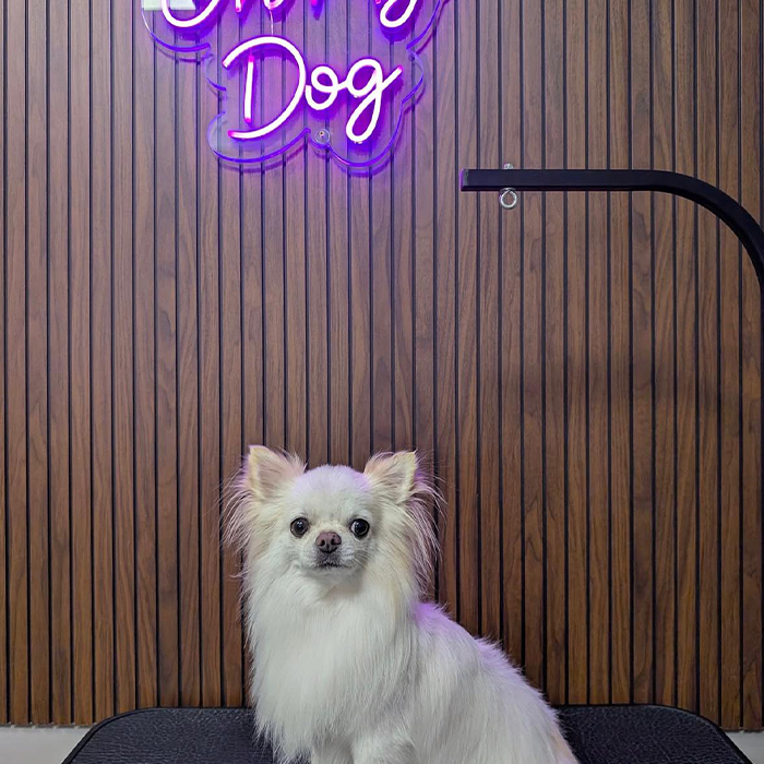 Foto Instagram di Oh My Dog: toelettatura di un gatto