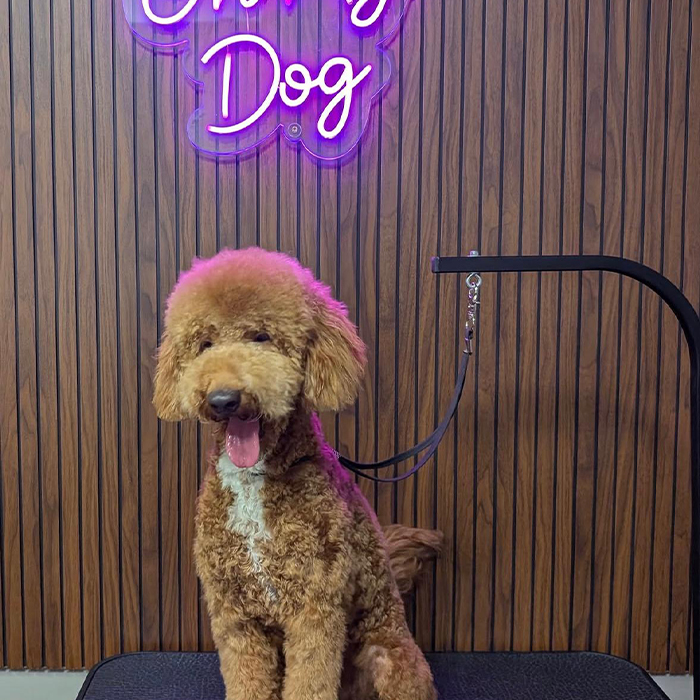 Foto Instagram di Oh My Dog: il salone