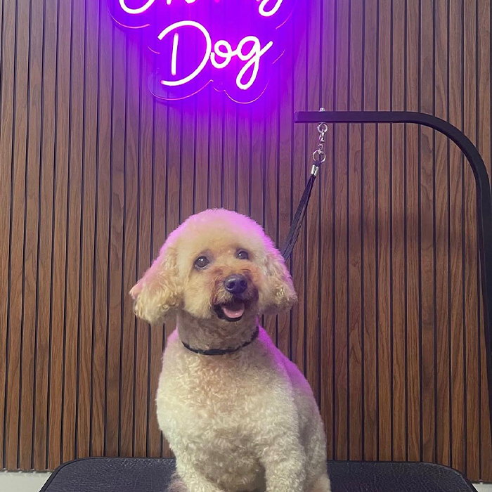 Foto Instagram di Oh My Dog: un ospite a quattro zampe
